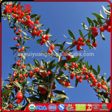 Goji berries where to buy winn-dixiechocolate goji berries where to buy goji berries where to buy it